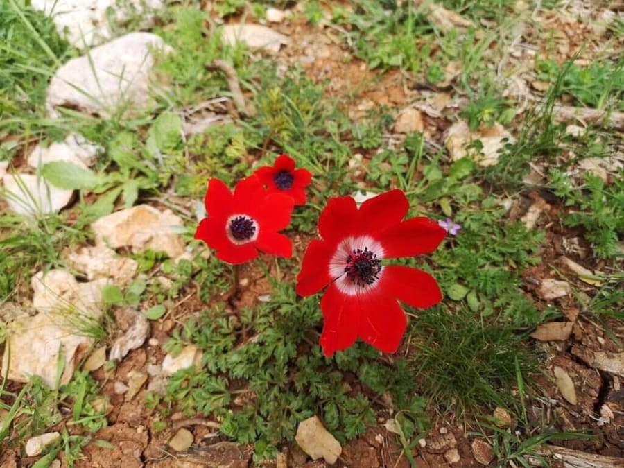 flores en Ajloun